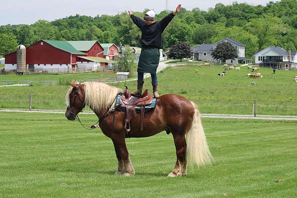 trail-belgian-horse