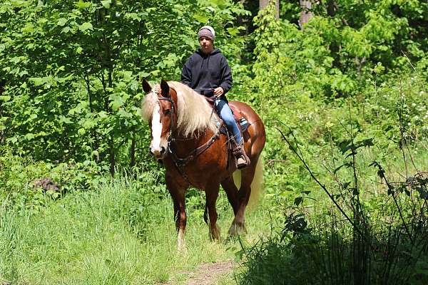 trail-riding-belgian-horse