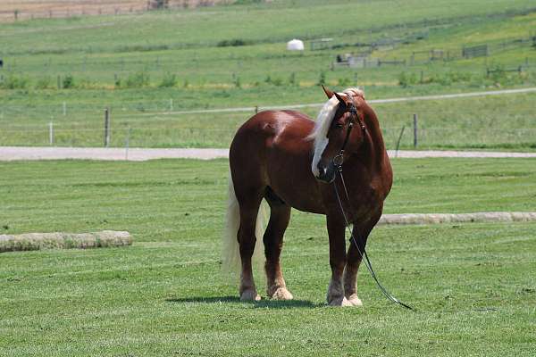 athletic-belgian-horse