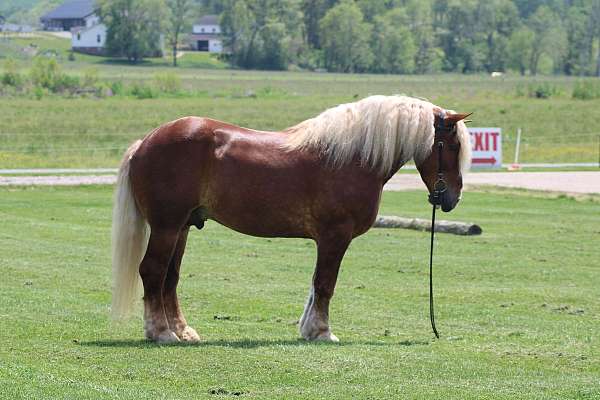 white-strip-mane-tail-horse