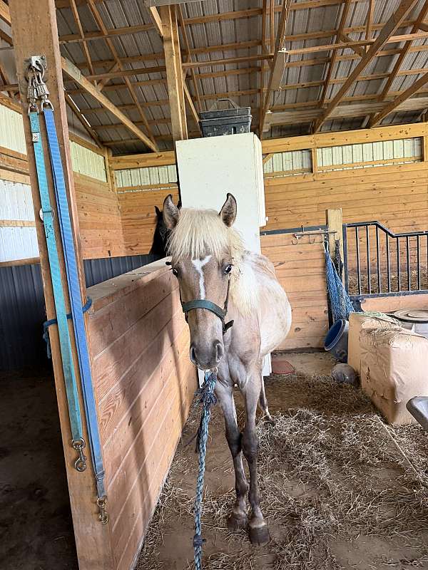 coming-yearling-rocky-mountain-horse