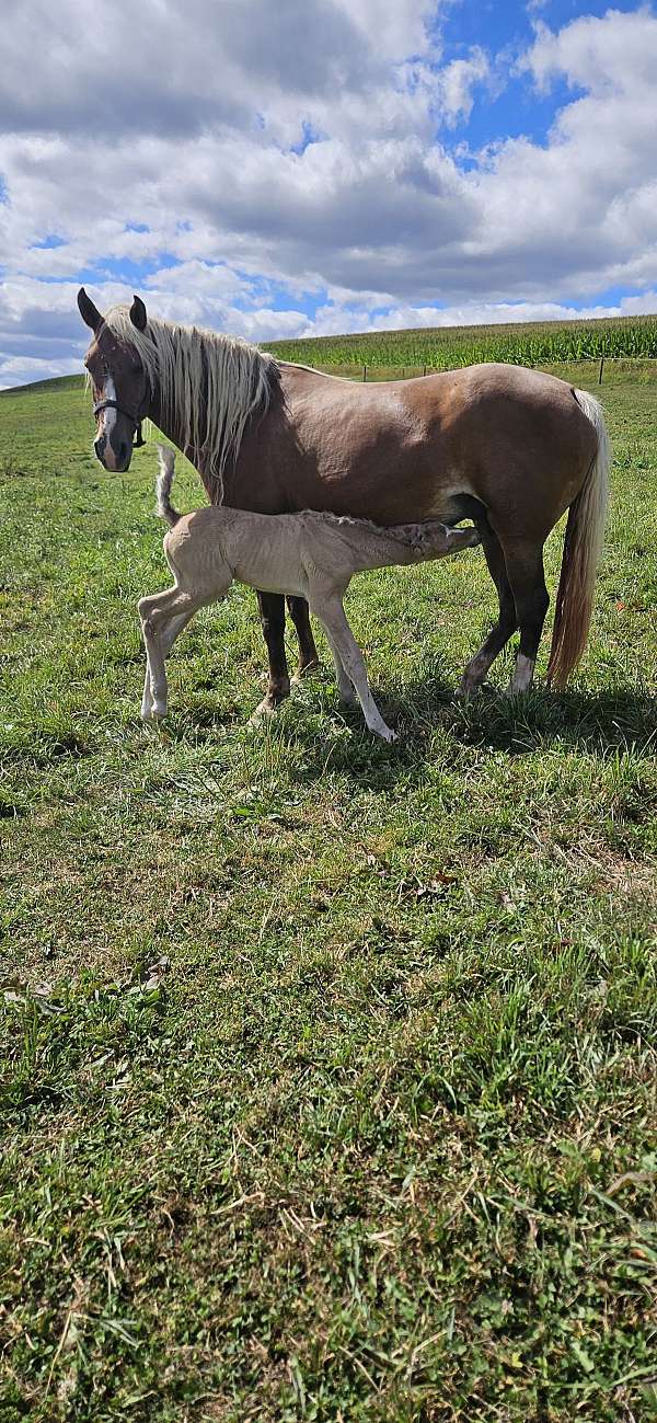 curious-rocky-mountain-horse