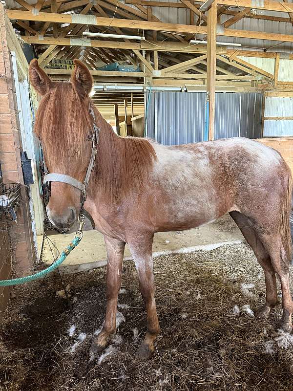 adults-rocky-mountain-horse