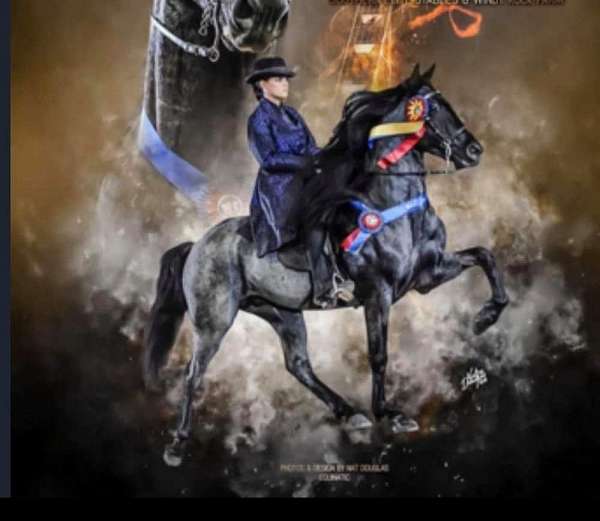 all-around-type-rocky-mountain-horse