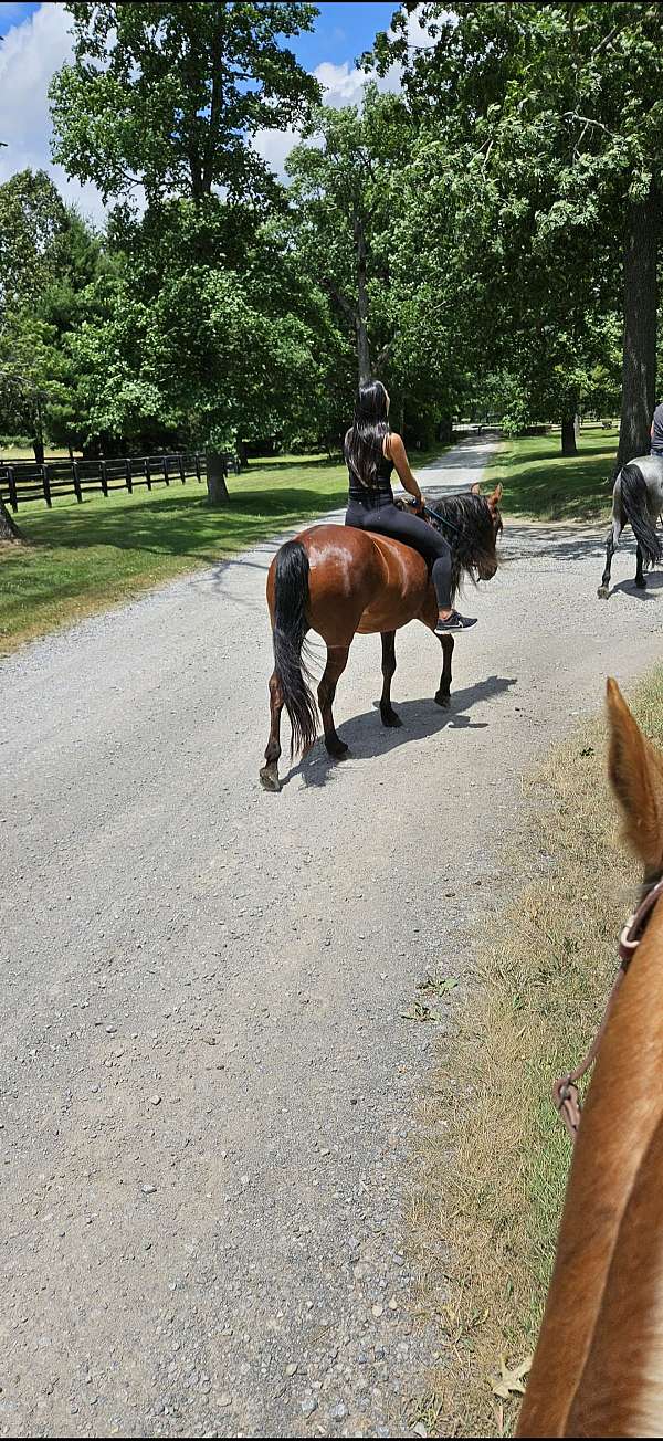 all-around-type-of-guy-rocky-mountain-horse