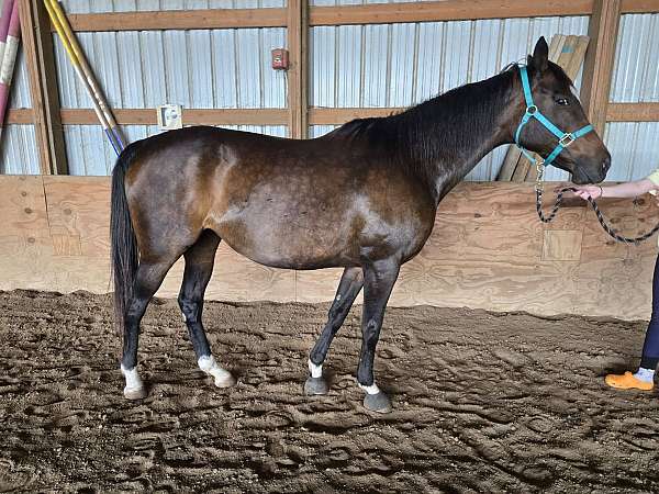 bay-4-white-socks-star-snip-horse