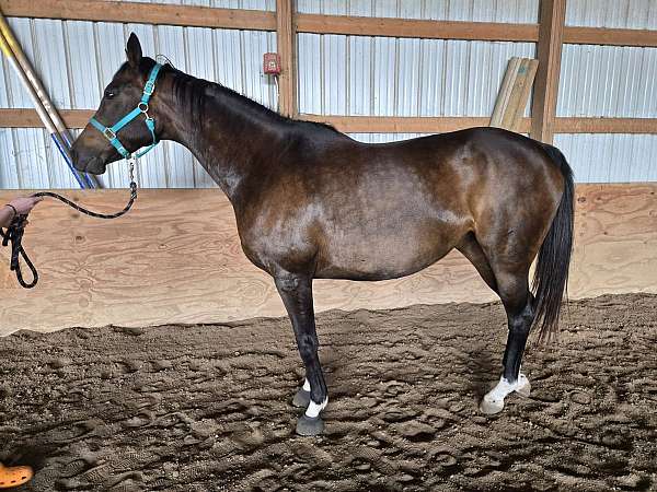 4-white-socks-star-snip-horse