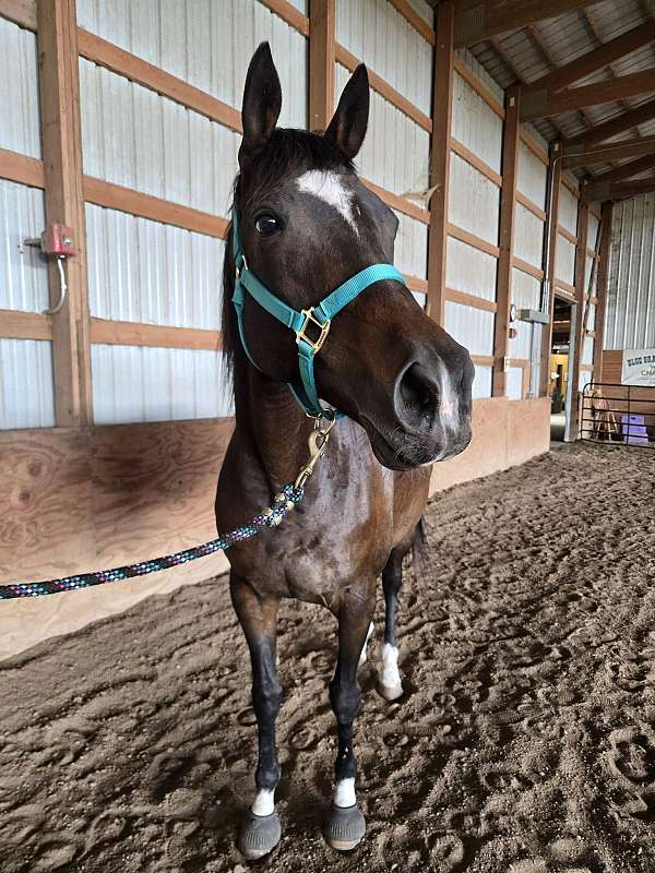 affordable-thoroughbred-horse