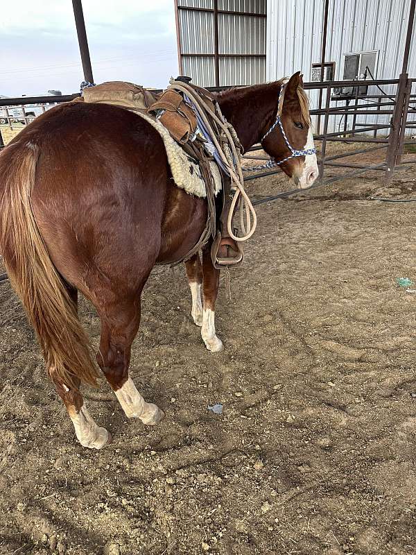 sorrel-blaze-four-white-feet-horse