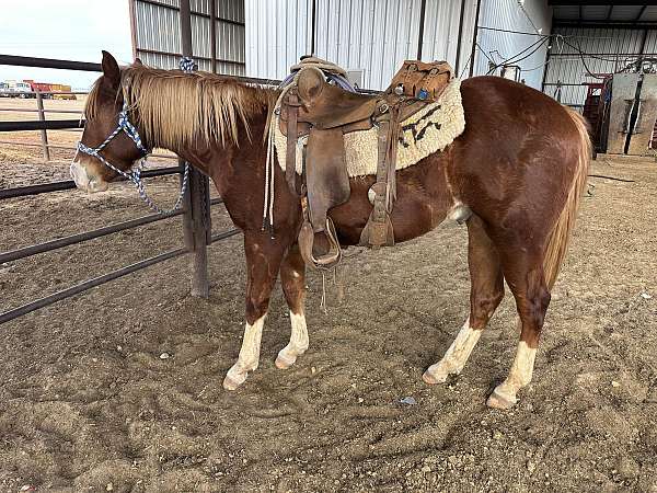 all-around-quarter-horse