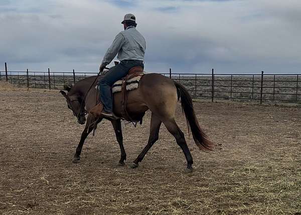 barrel-quarter-horse