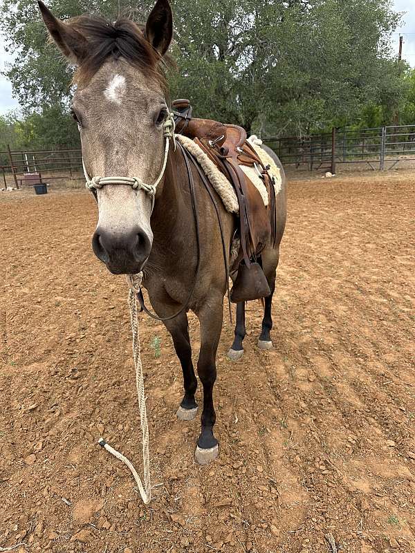 athletic-quarter-horse