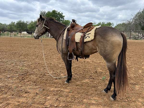 all-around-quarter-horse