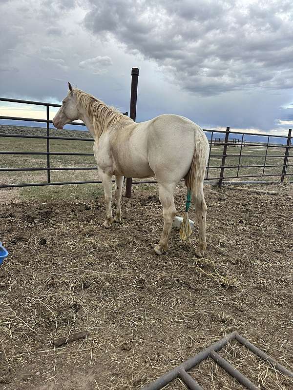 perlino-ahqhr-horse