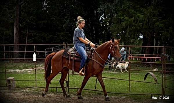 family-paso-fino-horse