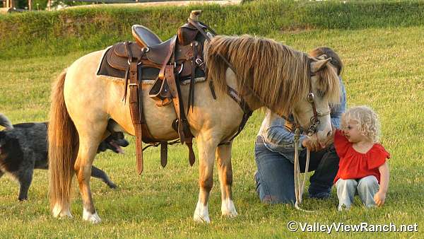 beginner-pony