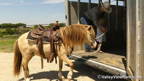 driving-pony