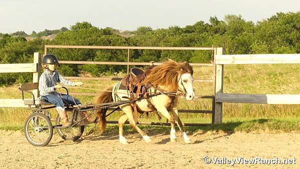 experienced-pony