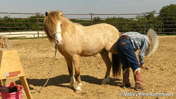 kid-safe-pony
