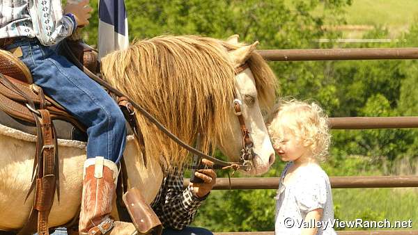 western-riding-pony