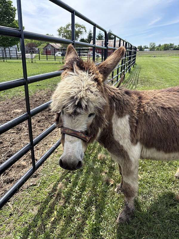 donkey-for-sale