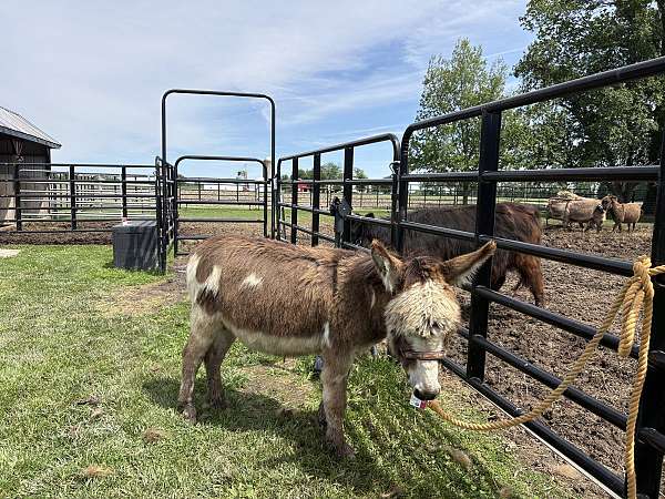 donkey