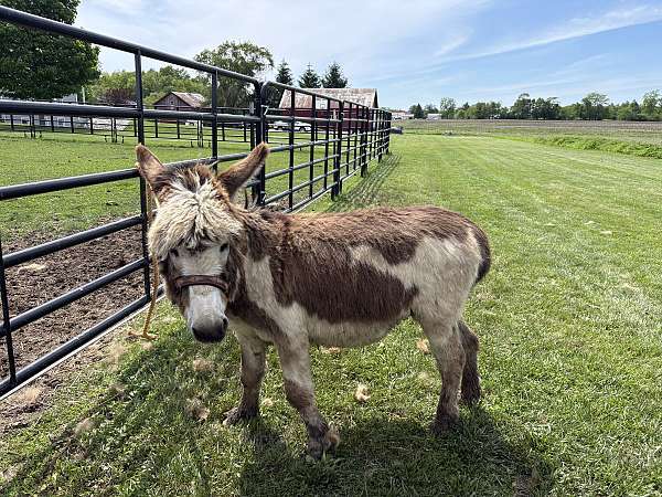 donkey-stallion