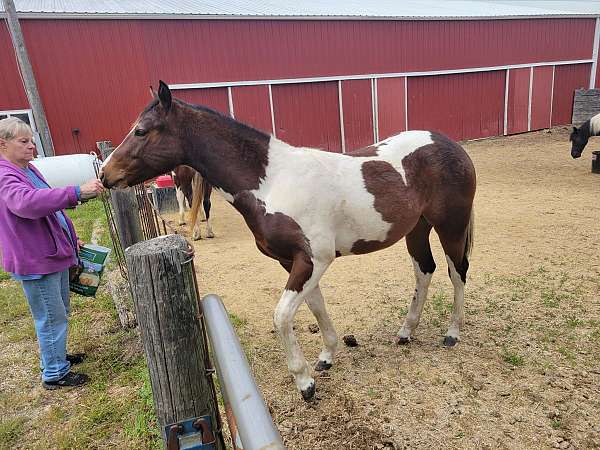 tri-colored-tobiano-horse