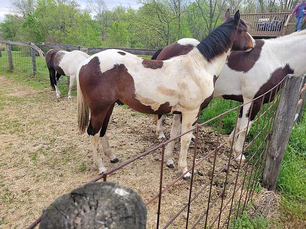 tobiano-tri-colored-horse