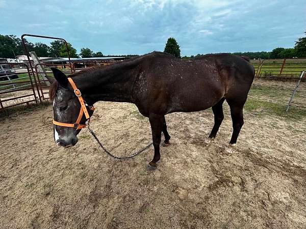 white-spots-horse