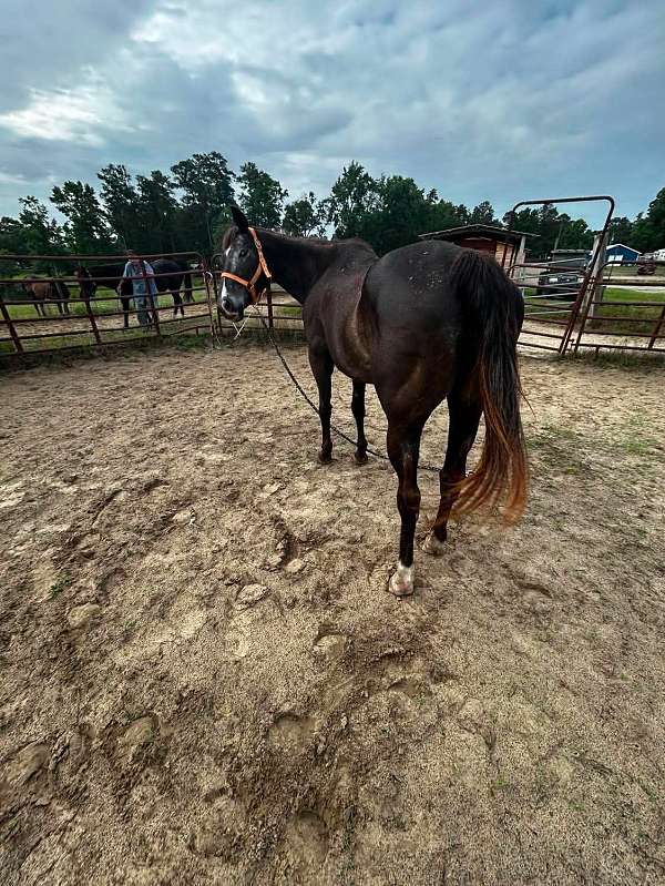 bay-roan-white-spots-horse