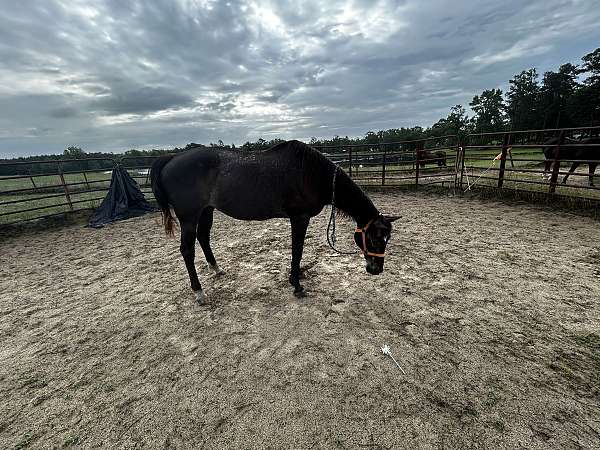 cash-appaloosa-horse