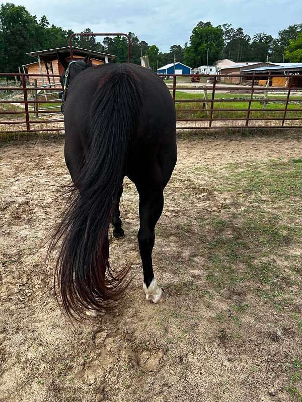 black-white-horse