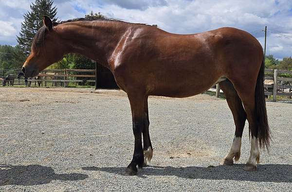 star-stripe-3-white-feet-pony