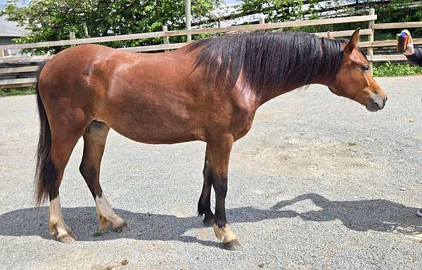 bay-star-stripe-3-white-feet-pony