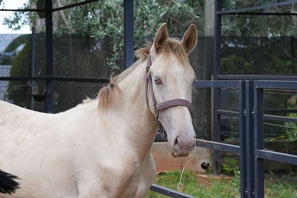 iberian-horse-lusitano