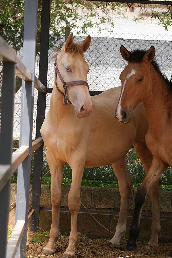 special-color-lusitano-horse