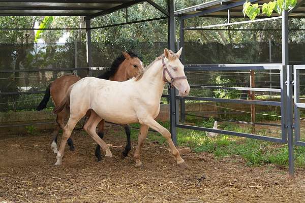 diluido-lusitano-horse