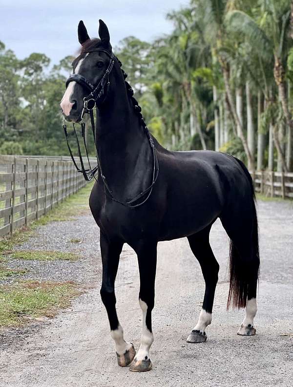 dutch-warmblood-gelding