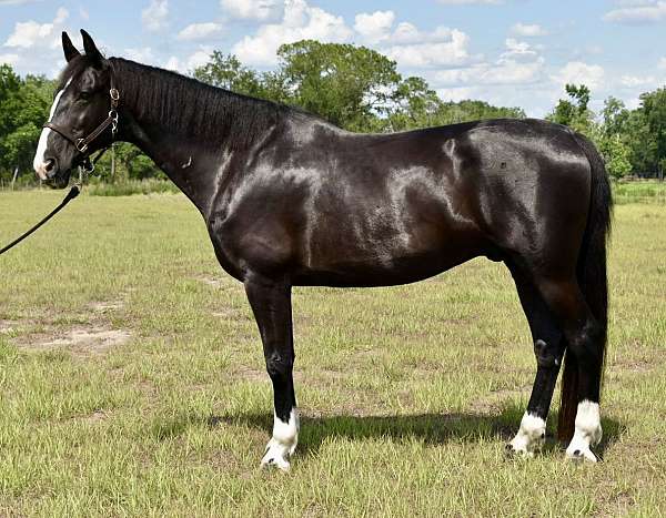 dutch-warmblood-horse-for-sale