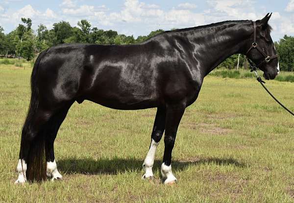 dutch-warmblood-horse