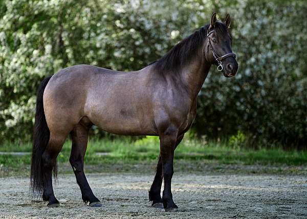 ability-friesian-horse