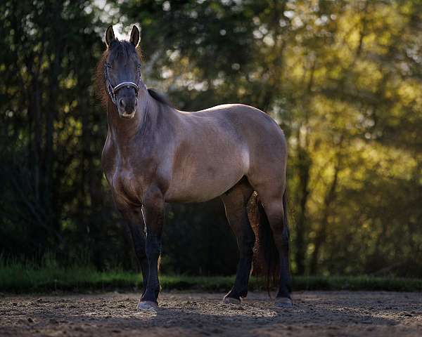 all-friesian-horse