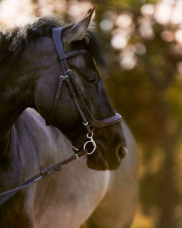 action-friesian-horse