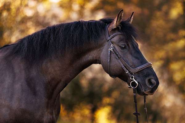 grulla-friesian