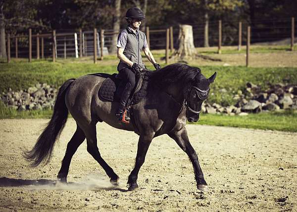 amateur-friesian-horse