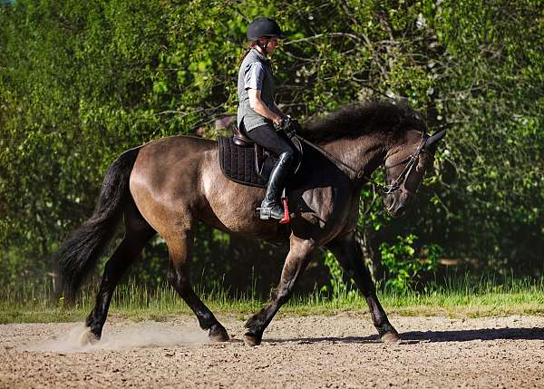 amateur-friendly-friesian-horse