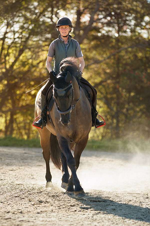 around-friesian-horse