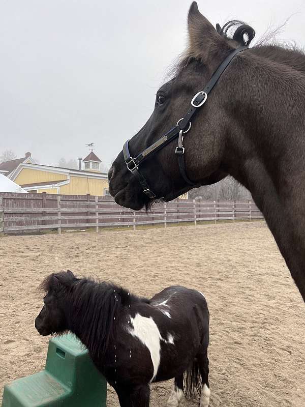 athletic-ability-friesian-horse