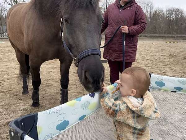 barn-friesian-horse